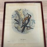 Ornithological print J.G. Keulemans "Picus Poelzami"