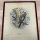 Ornithological print J.G. Keulemans "Picus Poelzami"