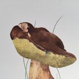 Botanical illustration "mushrooms", 1960s