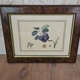 Plum tree botanical board under wooden frame