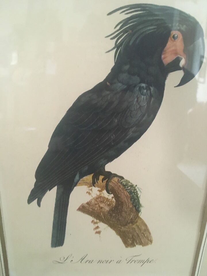 Ornithological board "L Black Macaw in Trump"
