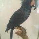 Ornithological board "L Black Macaw in Trump"