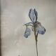 Botanical engraving