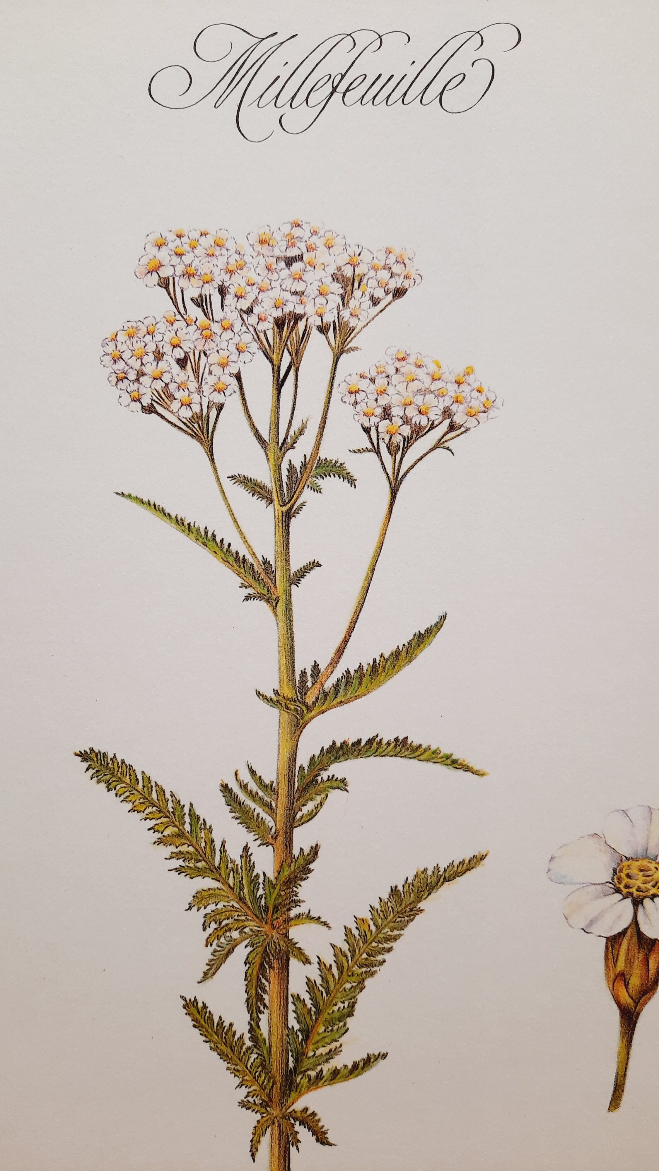 Planche botanique Millefeuille