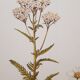 Planche botanique Millefeuille
