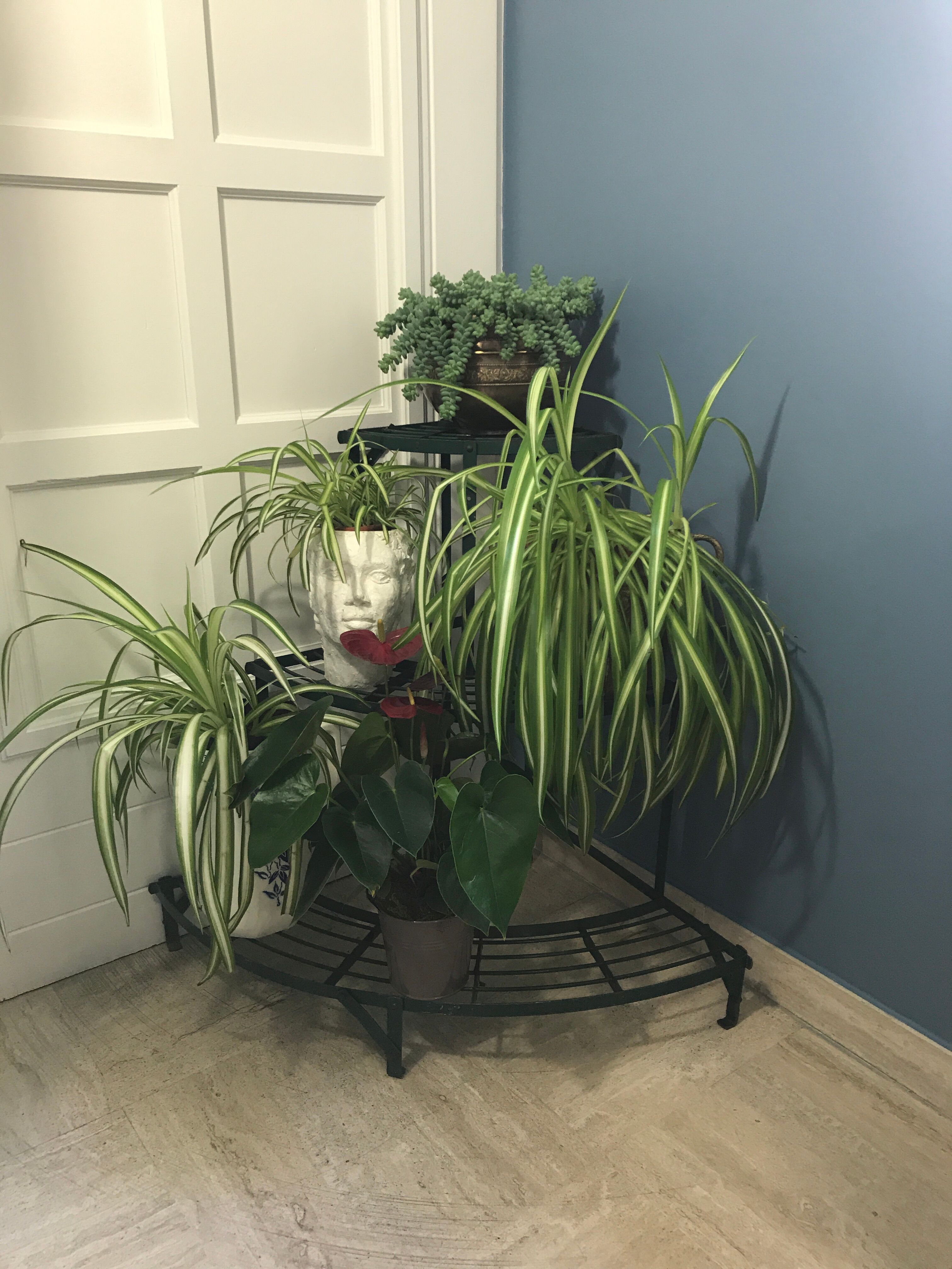 Old florist shelf door metal plants