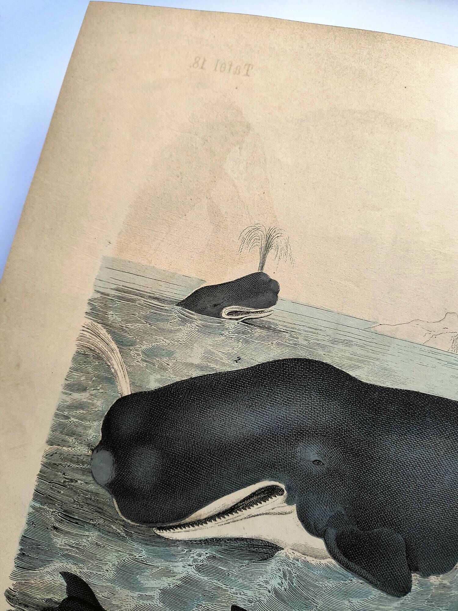 Large antique engraving, 1886 - Whale, sperm whale and seal. Lithograph