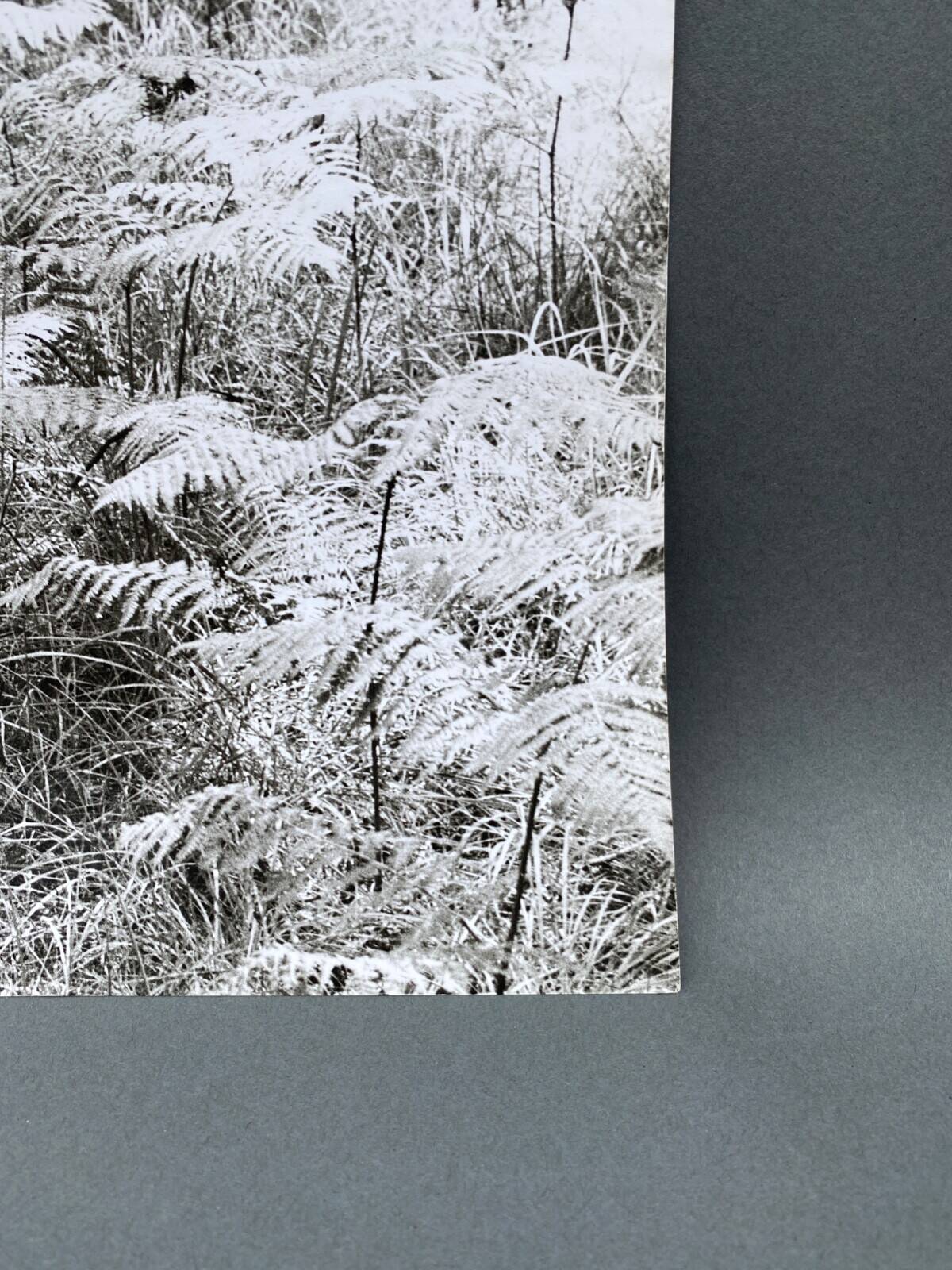 Film photography Bernard Darot Parterre of ferns 20th century