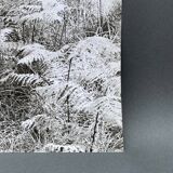 Film photography Bernard Darot Parterre of ferns 20th century