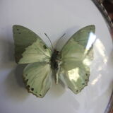 Papillon vert encadré cadre ovale bombé