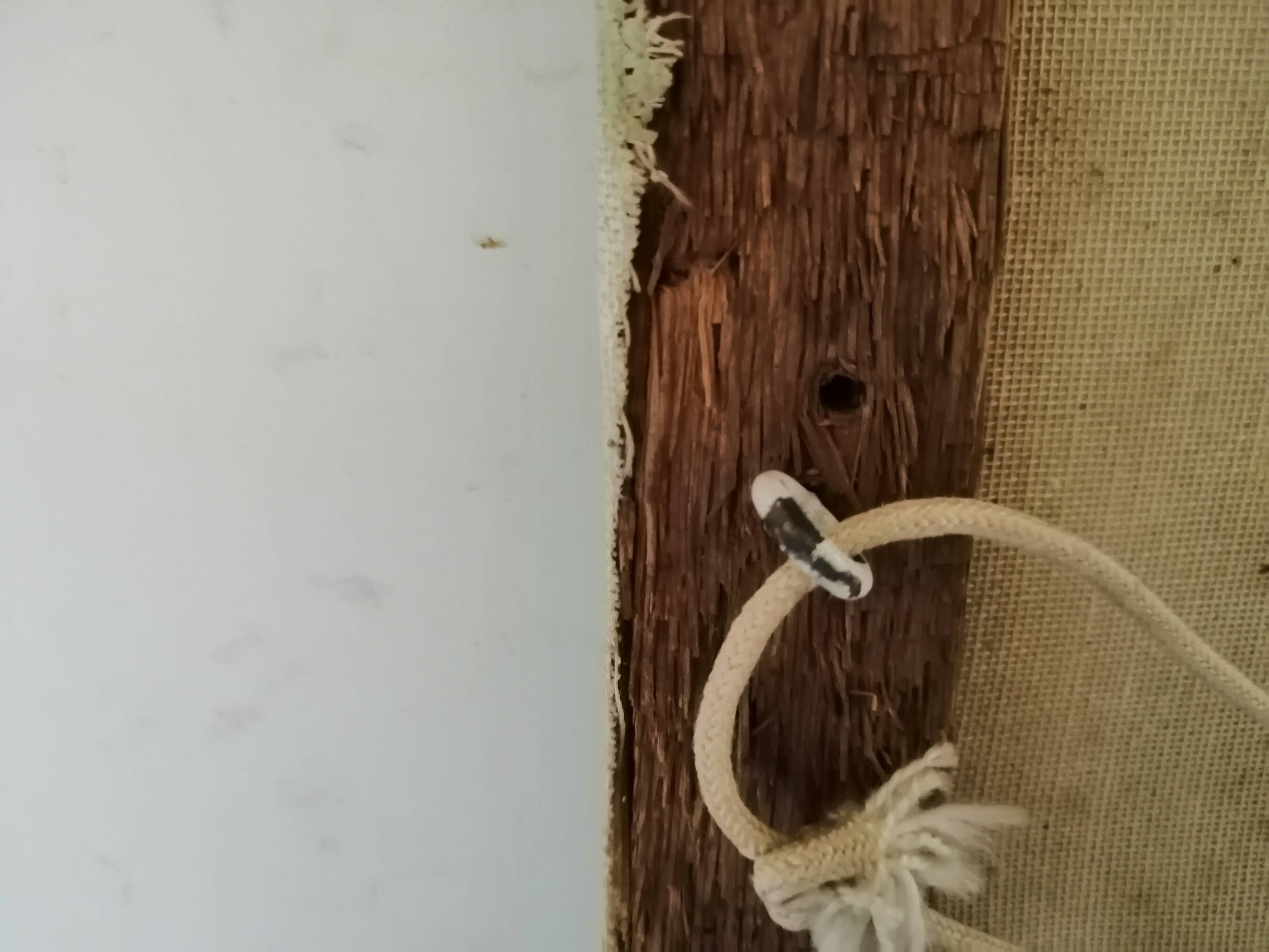 Still life with daisies and flowers in vase