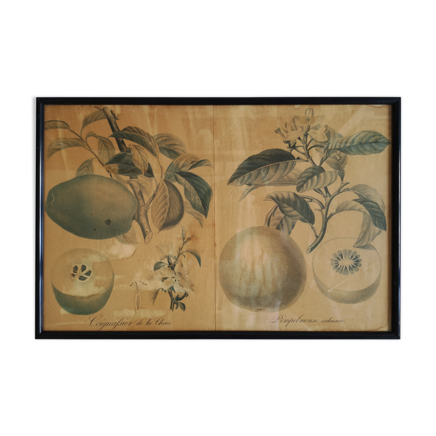 Affiche botanique encadrée “Coignassier, pompelmouse"