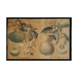 Framed botanical poster "Coignassier, pomplmouse"