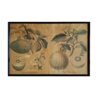 Framed botanical poster "Coignassier, pomplmouse"