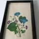 Série de petits cadres en bois avec des gravures anciennes signées de fleurs champetres