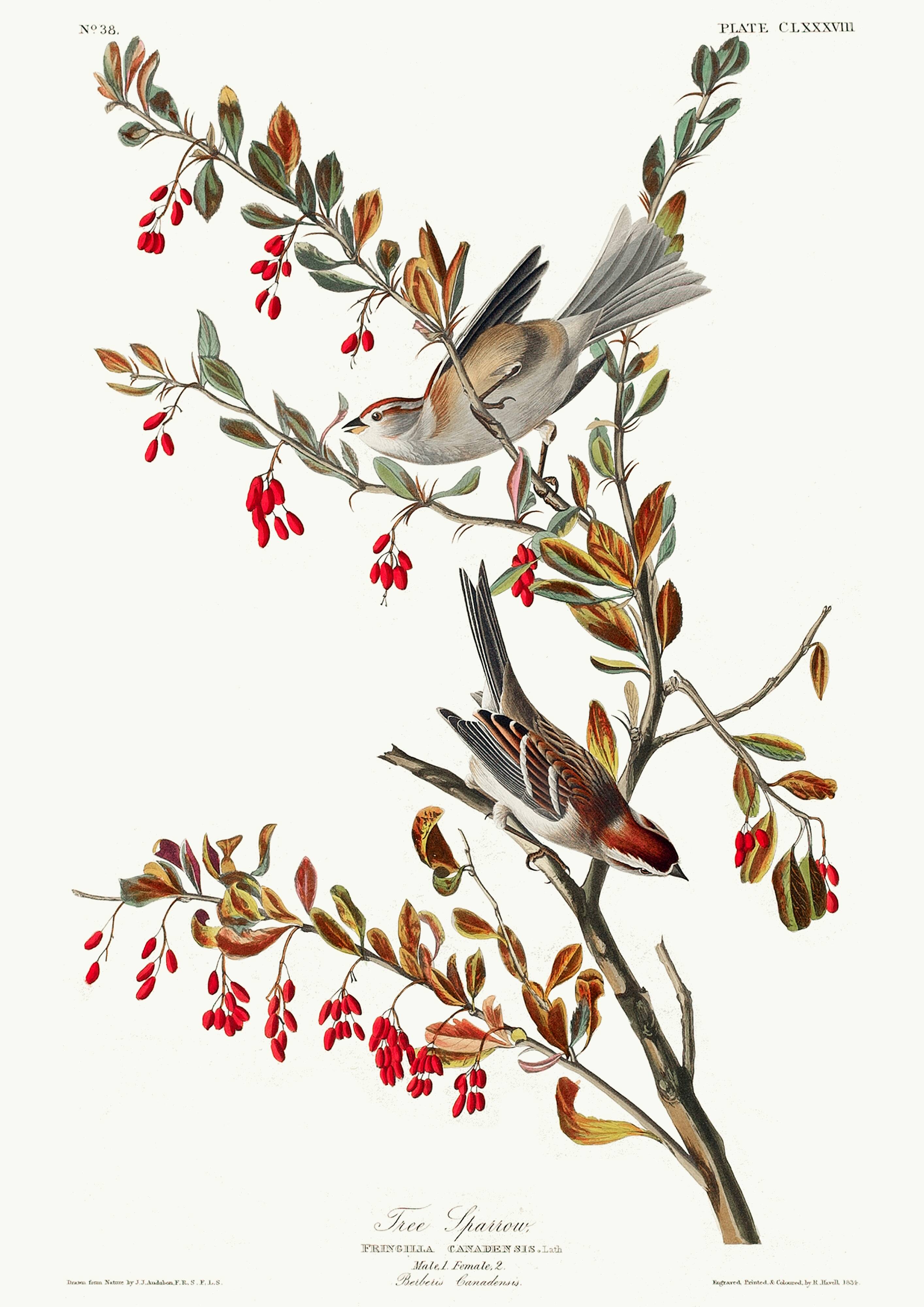 Poster about the Tree Sparrow, based on an old engraving from 1827.