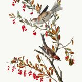 Poster about the Tree Sparrow, based on an old engraving from 1827.