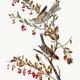 Poster about the Tree Sparrow, based on an old engraving from 1827.