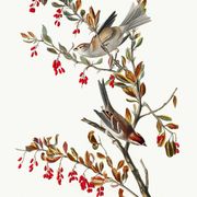 Poster about the Tree Sparrow, based on an old engraving from 1827.