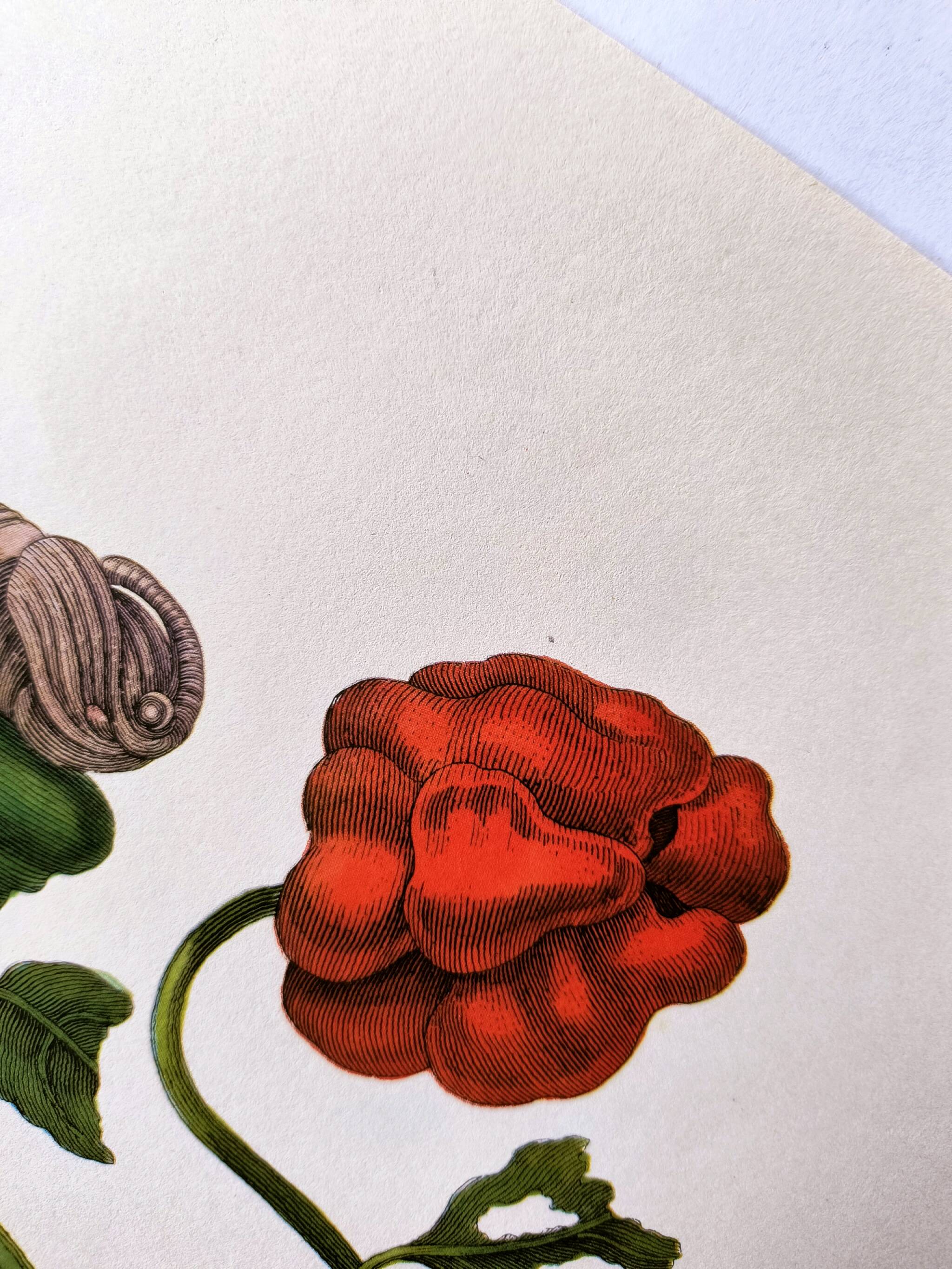 Botanical plate by Merian - Suriname pepper and hawk moth - illustration