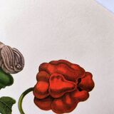 Botanical plate by Merian - Suriname pepper and hawk moth - illustration