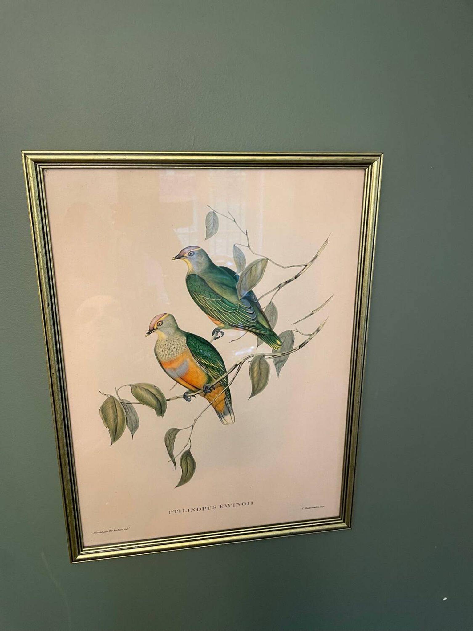 Ancienne lithographie- Ptilinopus Edwingh