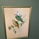 Old lithograph - Ptilinopus Edwingh