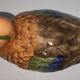 Duck Teal Terrine in Faience – Michel Caugant – Vintage