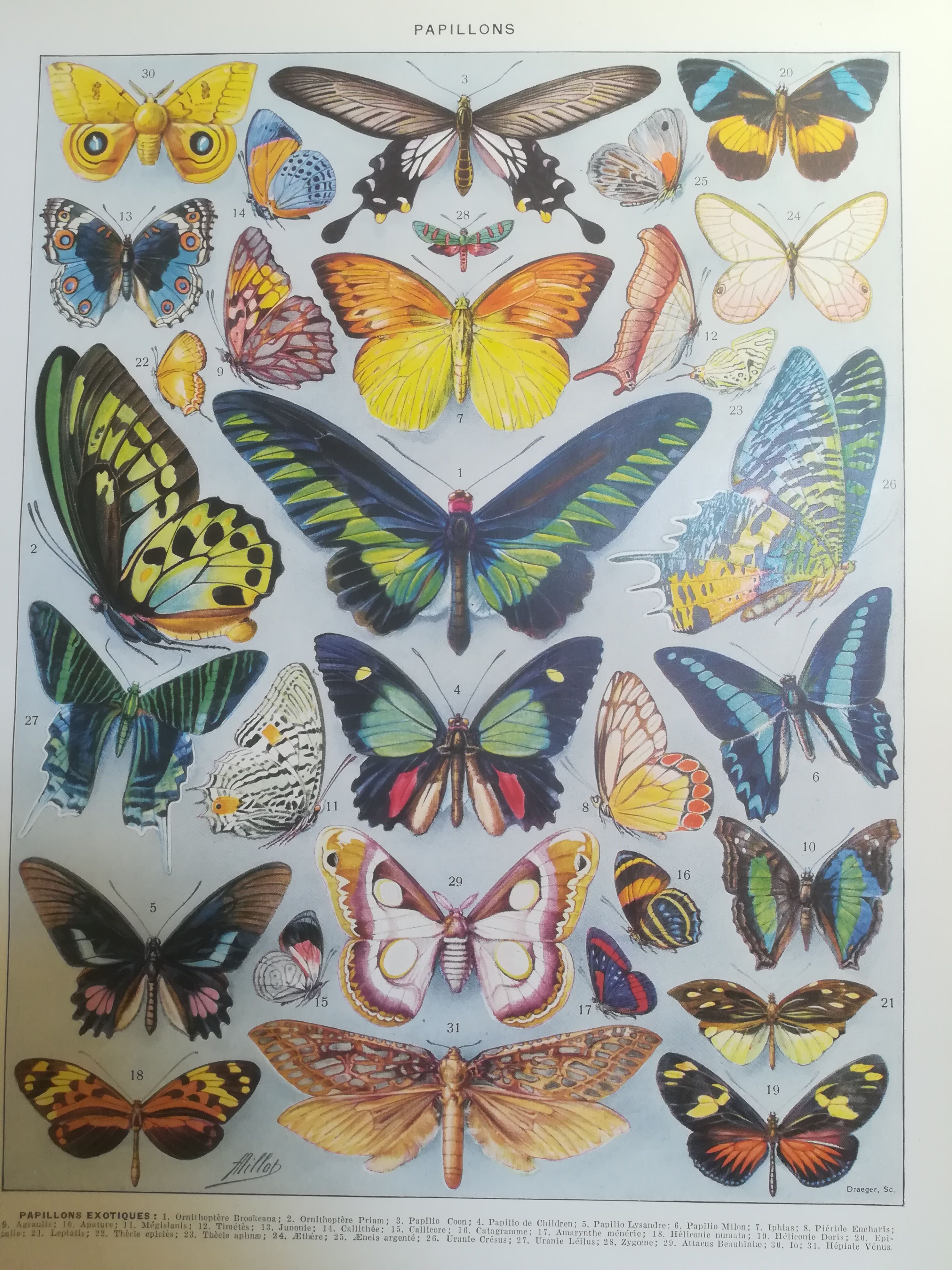 Lithographie sur les papillons de 1928 "exotiques"