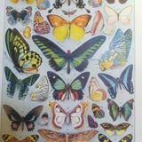 Lithograph on "exotic" butterflies of 1928