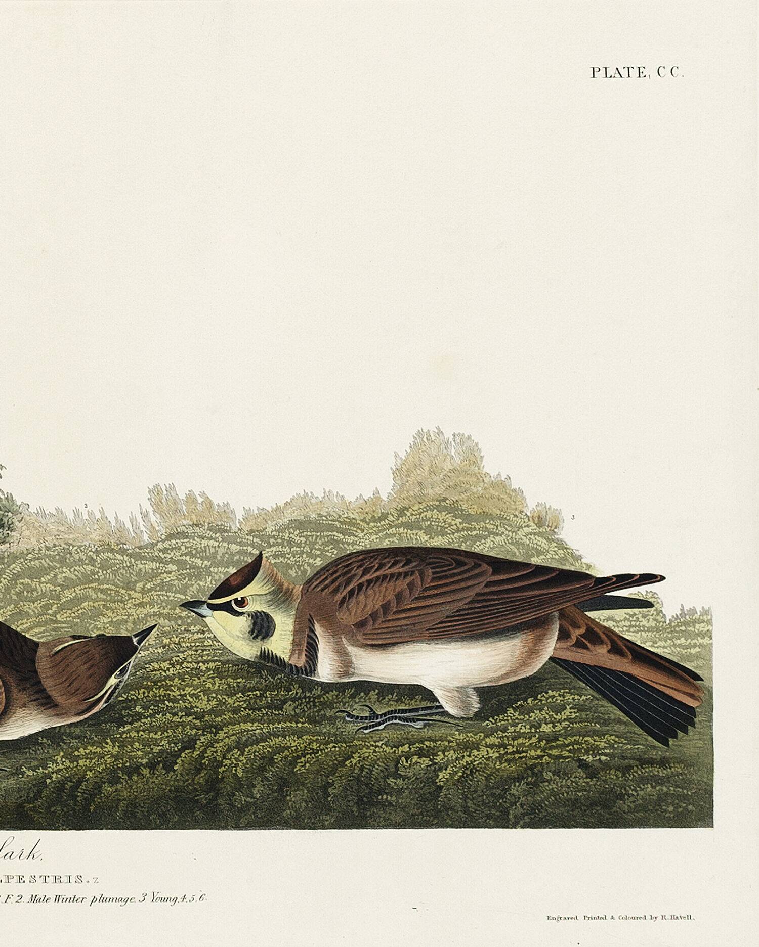Poster about The Lark, based on an old engraving from 1827.
