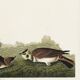 Poster about The Lark, based on an old engraving from 1827.