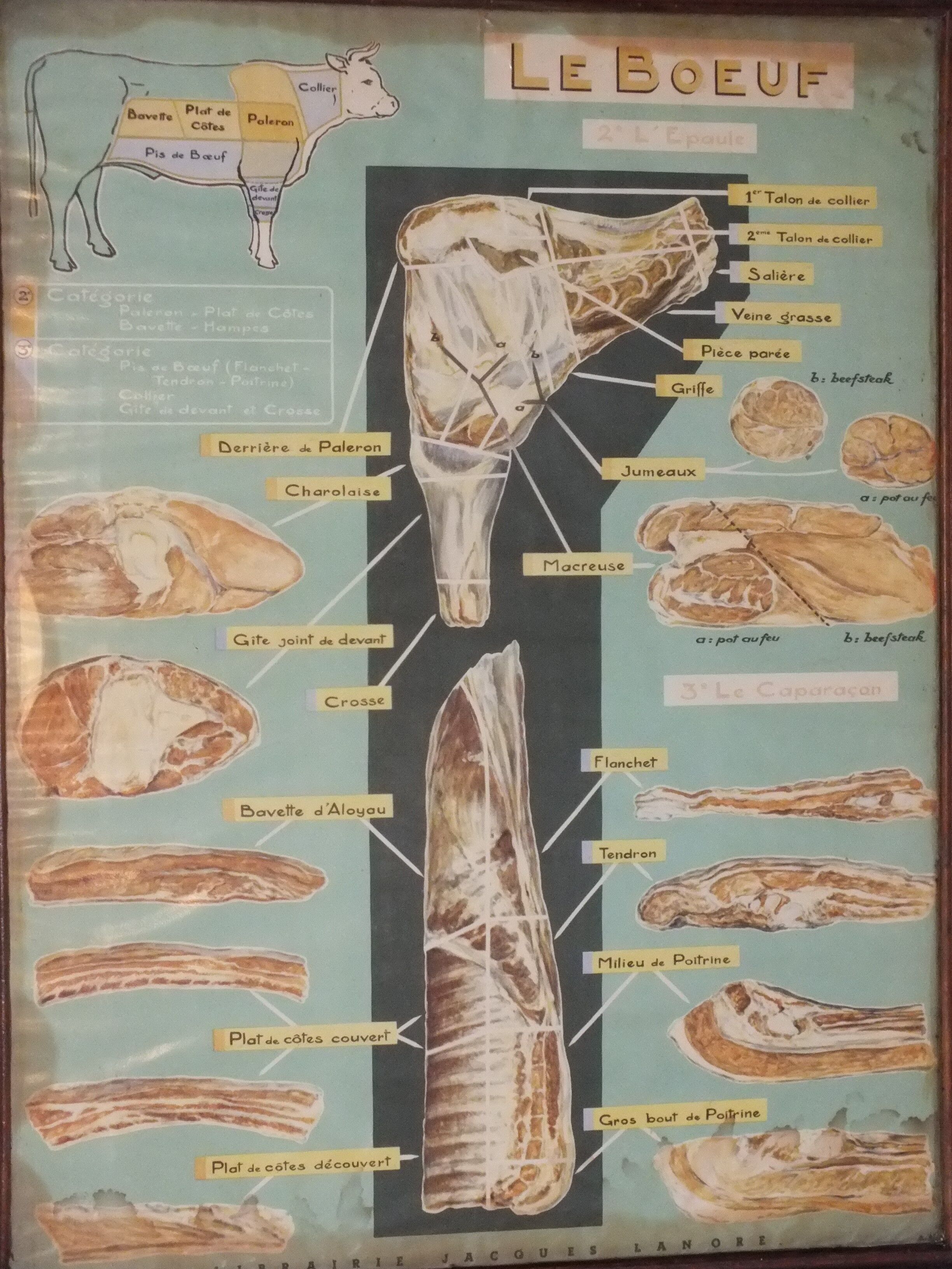 Jacques Lanore's pedagogical poster - Le Boeuf (shoulder)