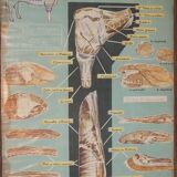 Jacques Lanore's pedagogical poster - Le Boeuf (shoulder)