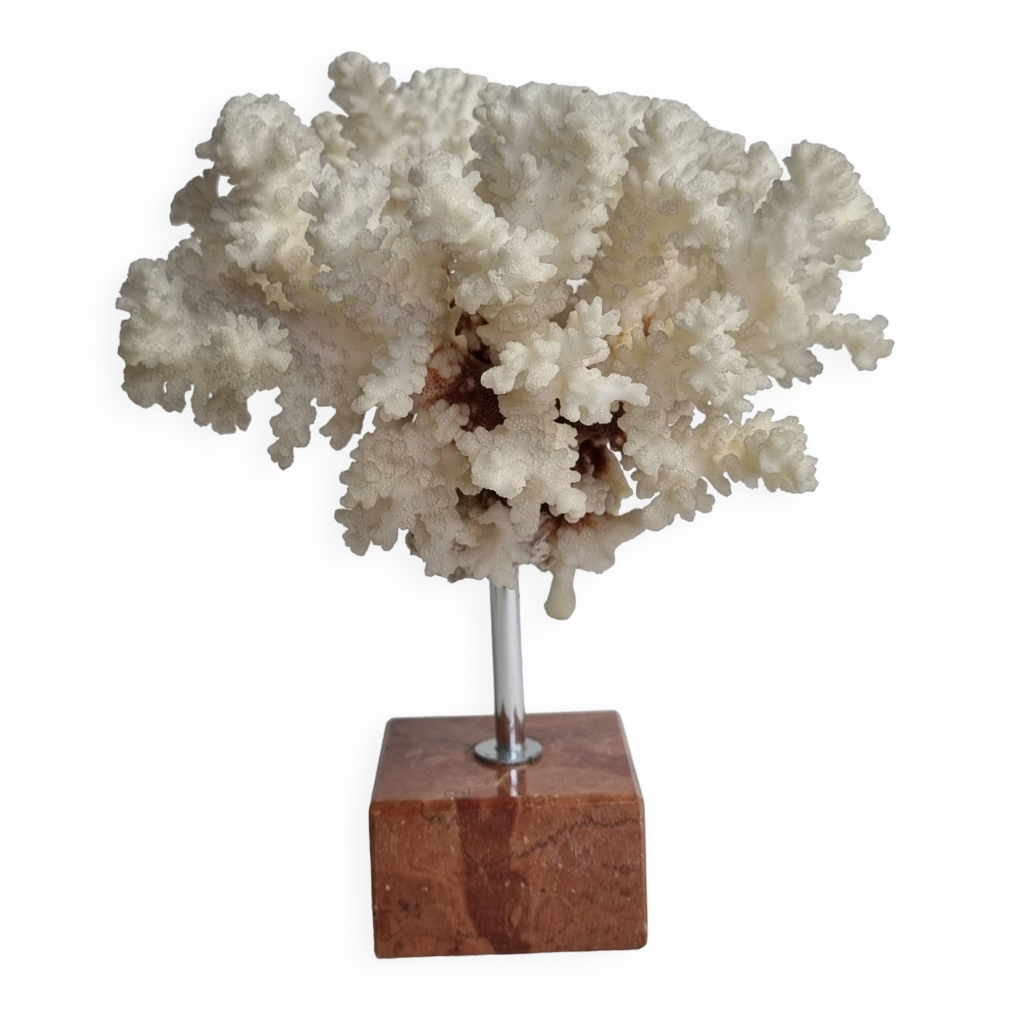 Old white coral on marble base 24 cm