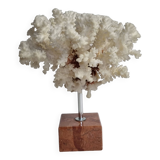 Old white coral on marble base 24 cm