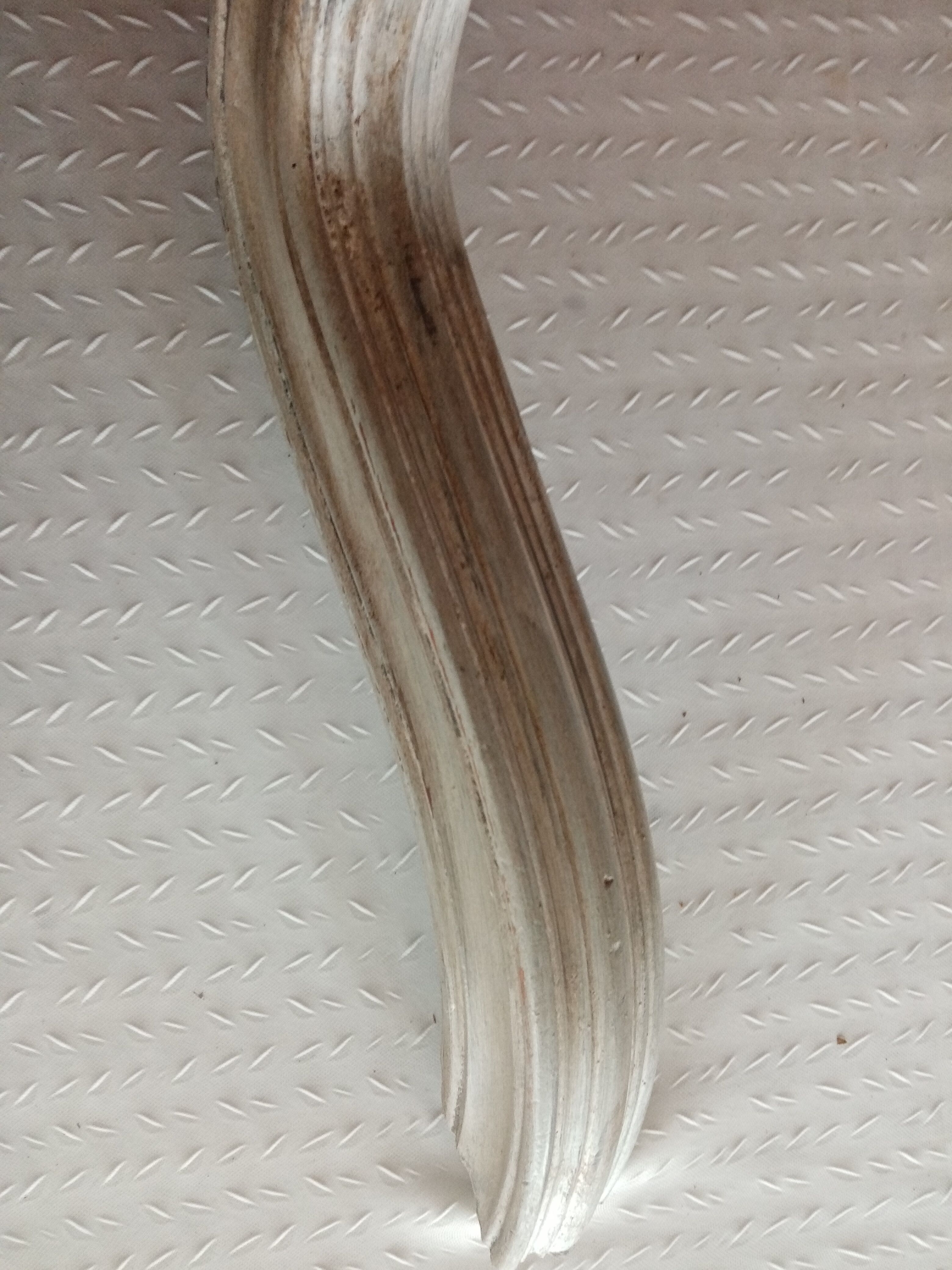 Old wood decoration, pediment, shell