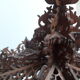 Liquor cellar bandstand wooden cut early XX °