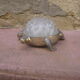Vintage flower turtle