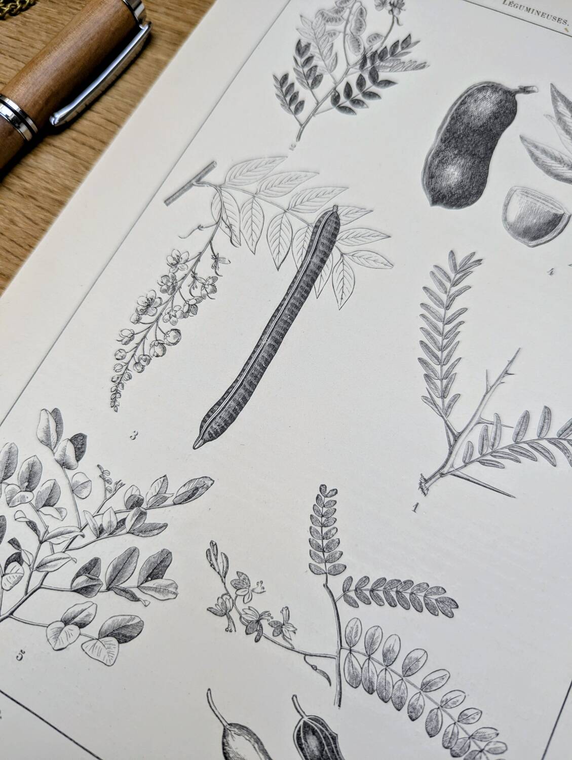Imprimée en 1889, les légumineuses. Planche botanique ancienne.