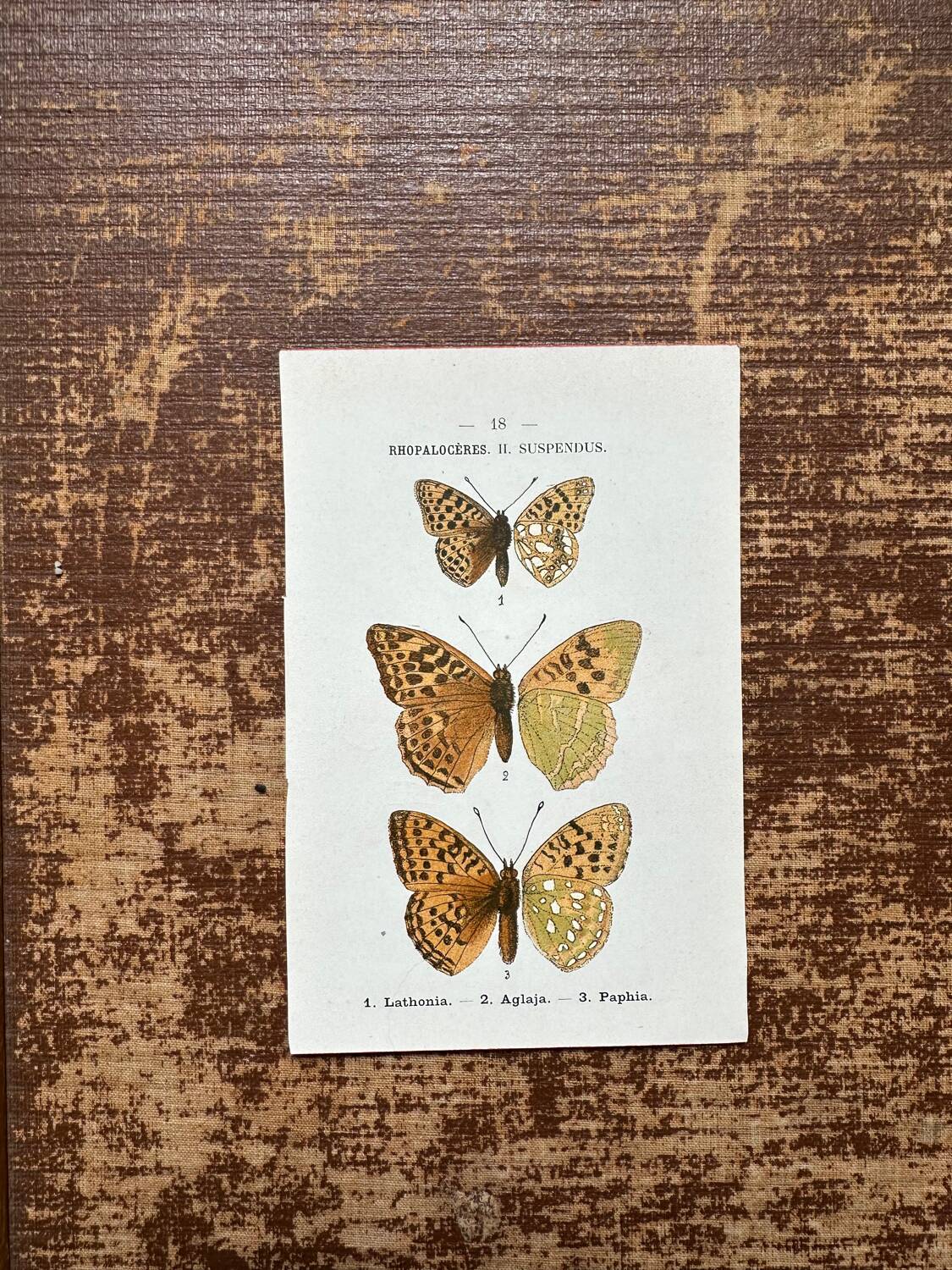 Butterfly lithograph, naturalist plate, 1890