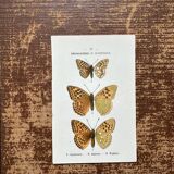 Butterfly lithograph, naturalist plate, 1890