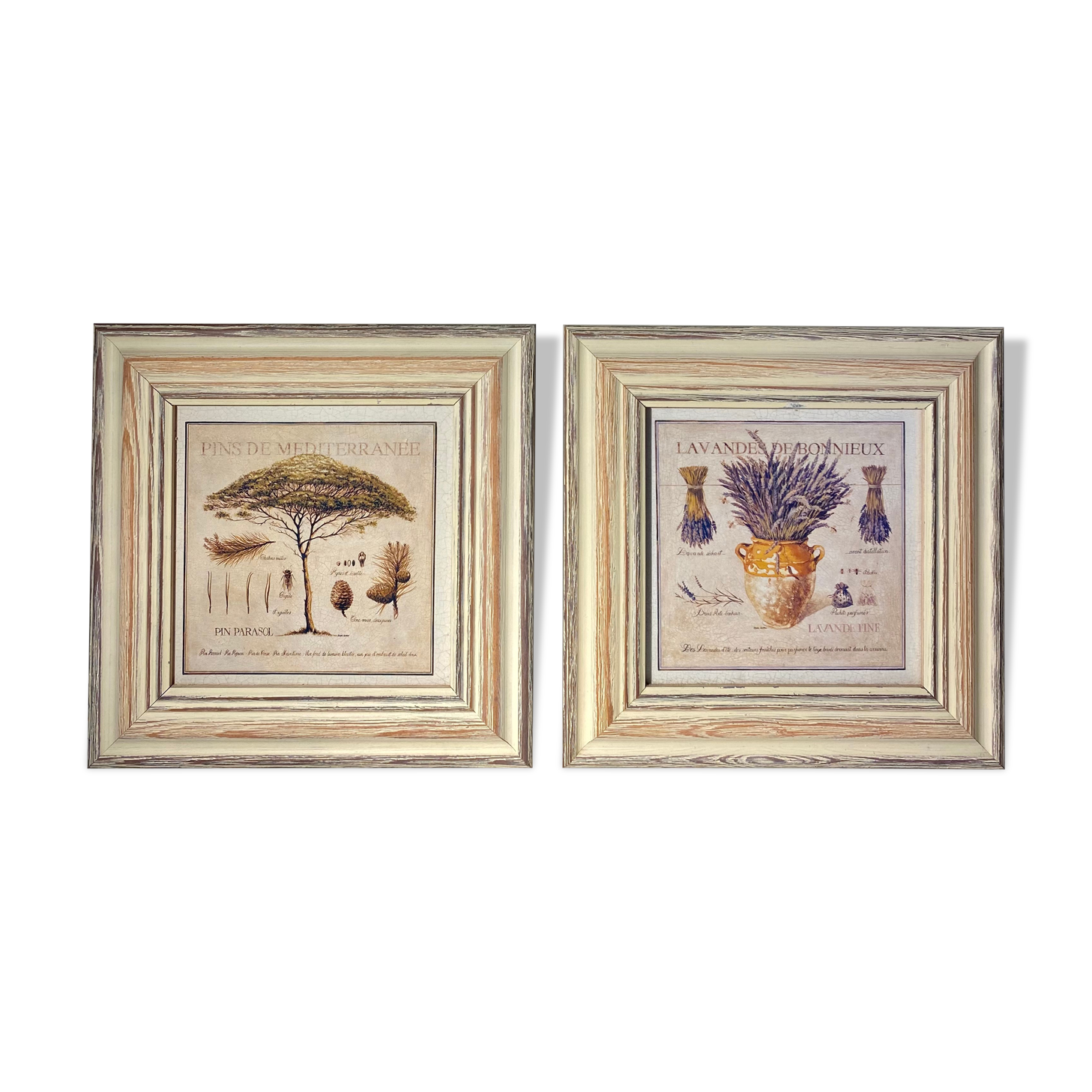 Two botanical paintings, lavender and Mediterranean pines