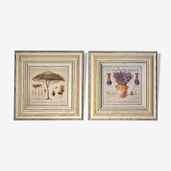 Two botanical paintings, lavender and Mediterranean pines