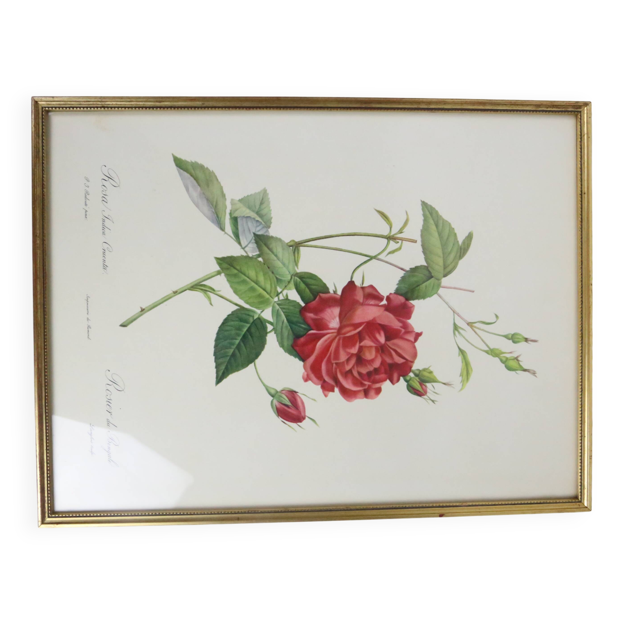 Large framed lithograph by Redouté