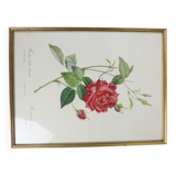 Large framed lithograph by Redouté