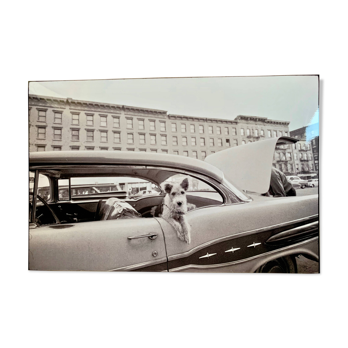 “Dog Leaning Out Car Window” – 1960, New York - Photo by Angelo Rizzuto