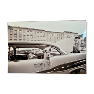 “Dog Leaning Out Car Window” – 1960, New York - Photo by Angelo Rizzuto