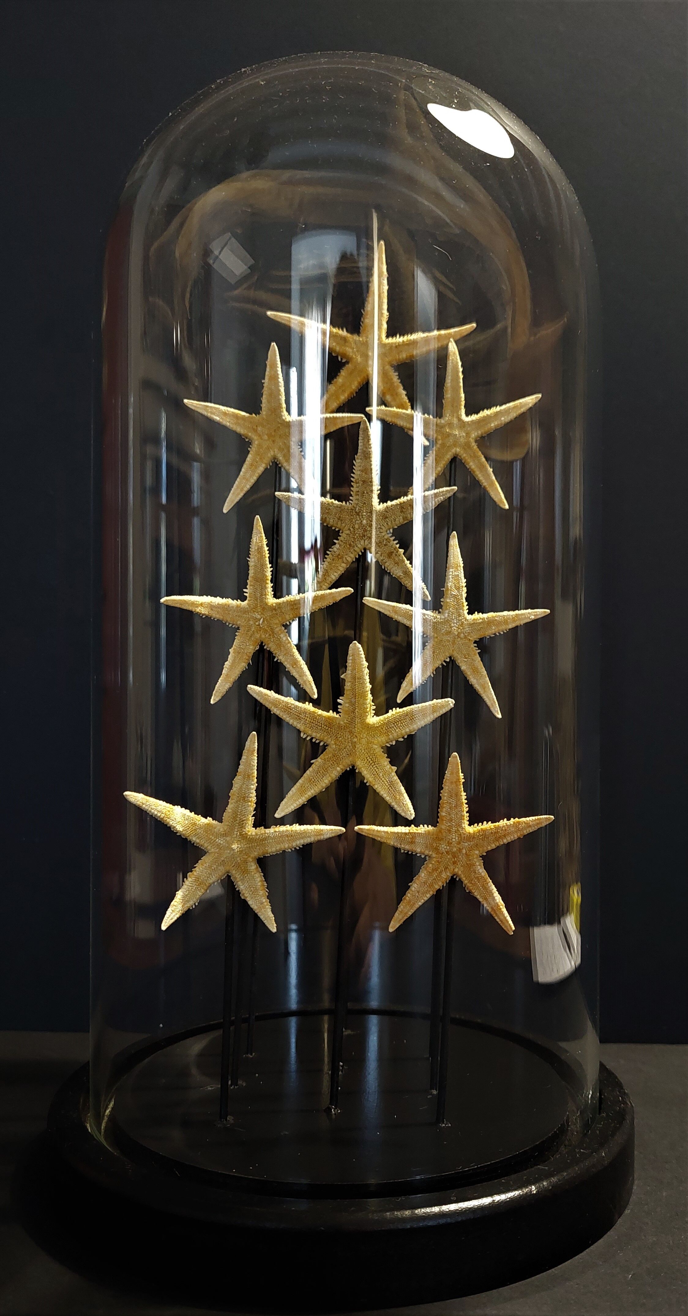 Cabinet of Curiosities globe with starfish asteroidea sp.