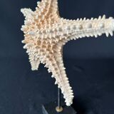 Natural starfish on marble base old cabinet of curiosities shell